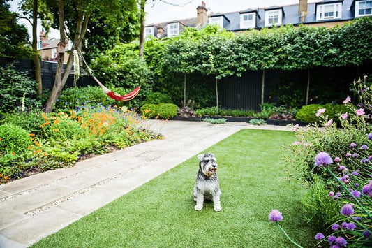 photo of a dog in a new backyard