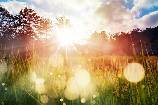 outdoor summer image