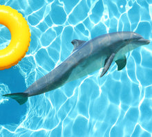 Dolphin Poolmat from above

