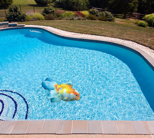 Oranda Goldfish Poolmat in water