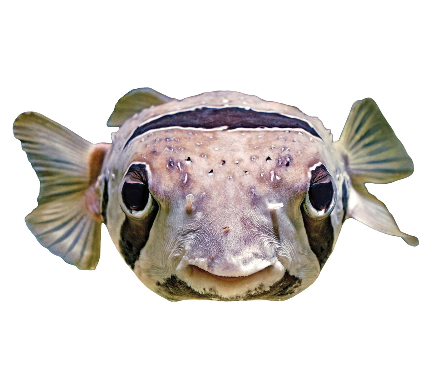 Puffer Fish Poolmat closeup
