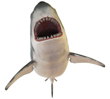 Shark Attack Poolmat closeup
