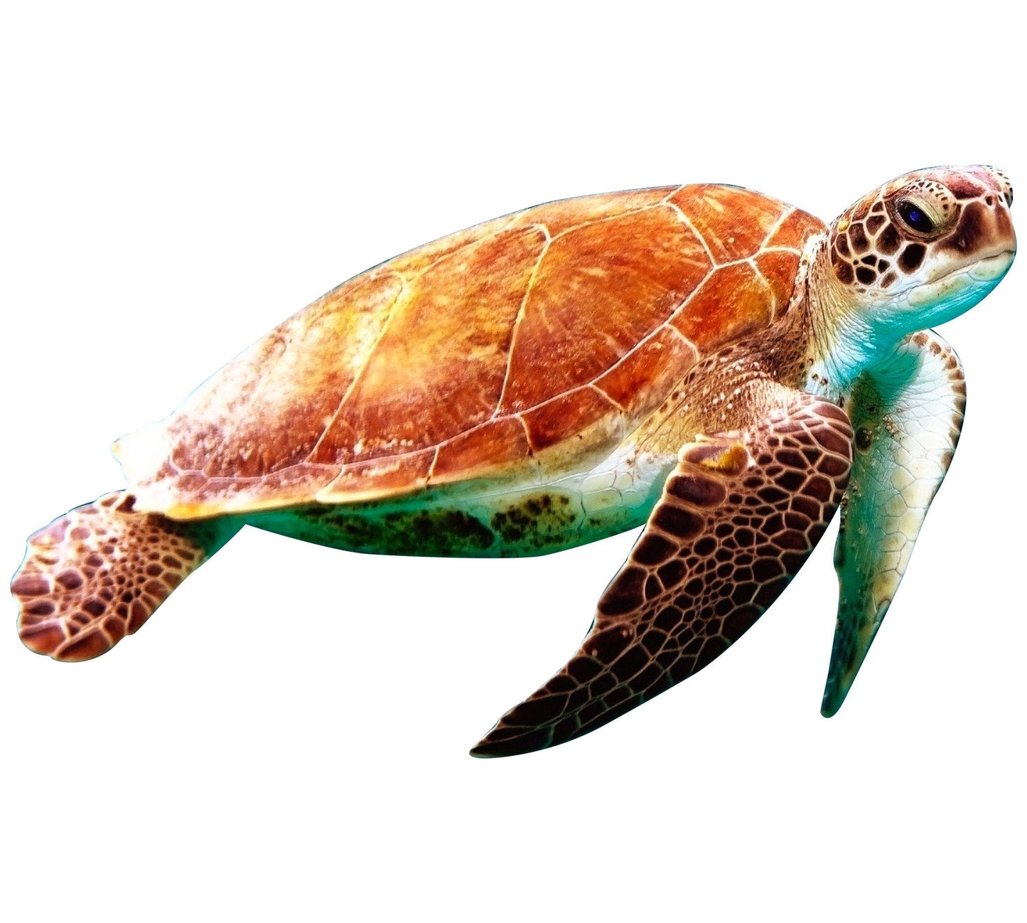 Sea Turtle Poolmat closeup